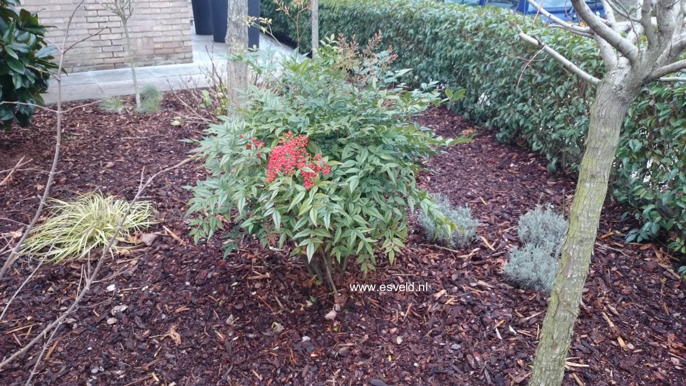 Nandina domestica