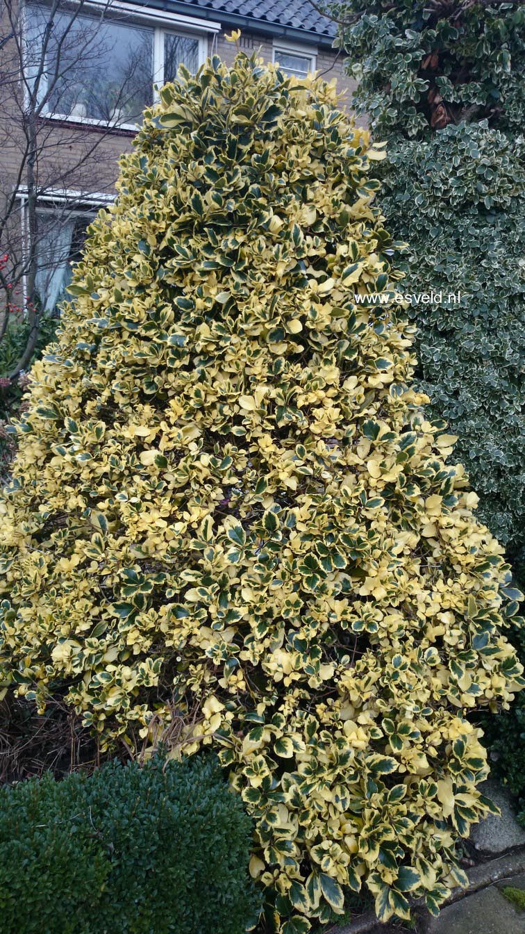 Ilex altaclerensis 'Golden King'