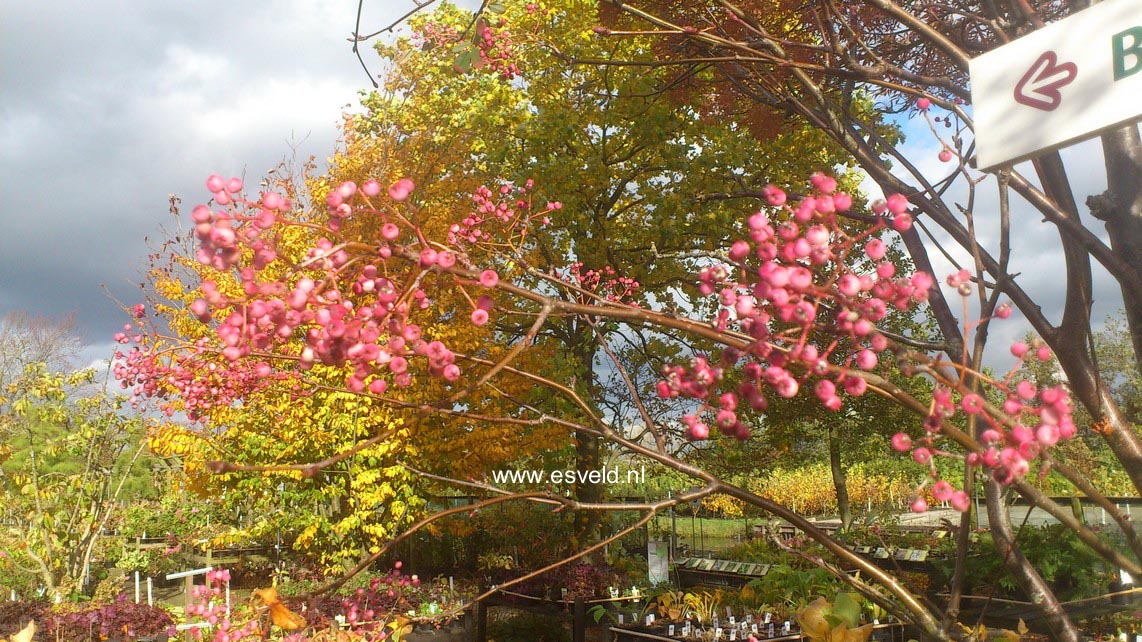 Sorbus hupehensis 'November Pink'