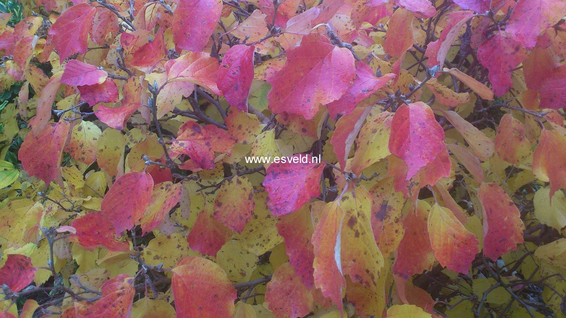 Fothergilla major