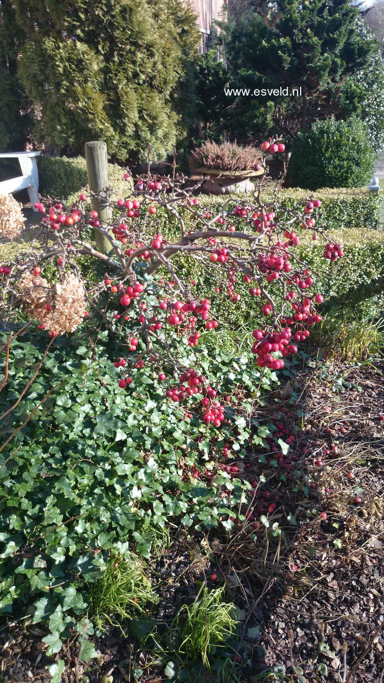 Malus 'Red Sentinel'