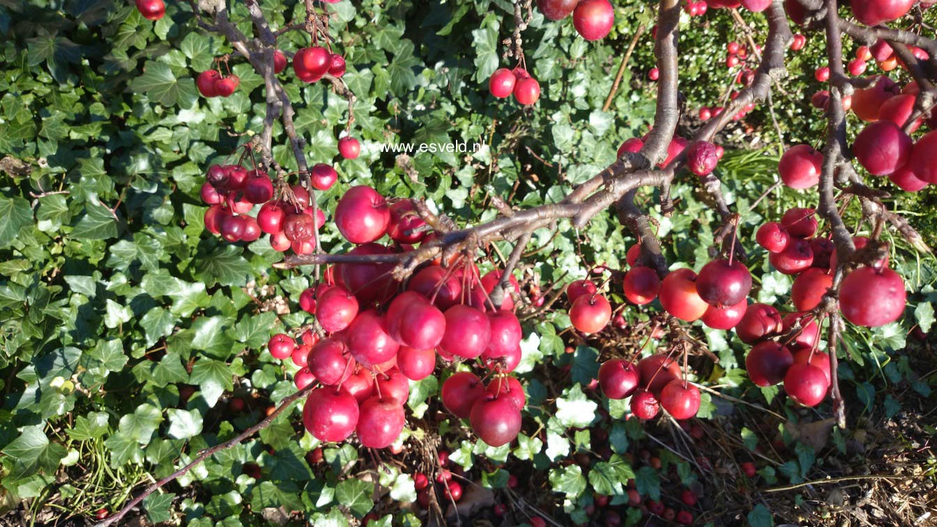 Malus 'Red Sentinel'