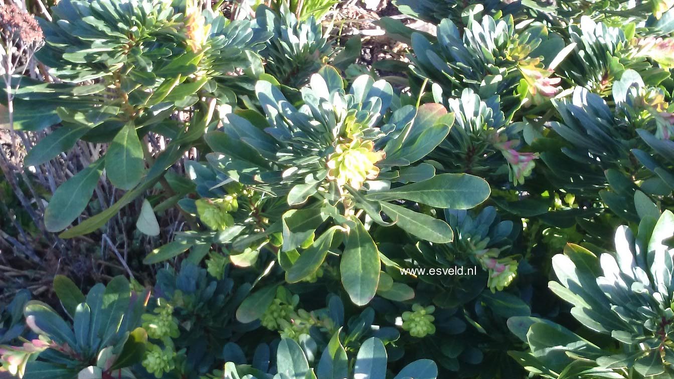 Euphorbia martinii