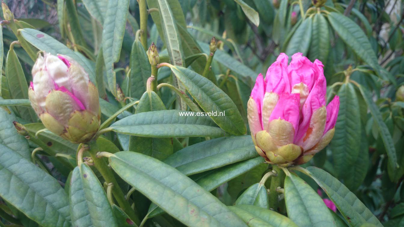 Rhododendron lukiangense