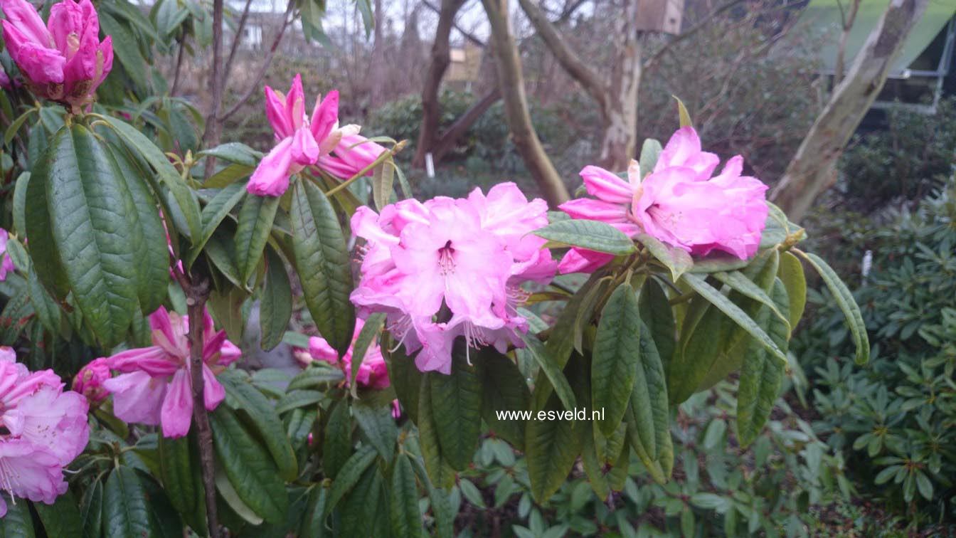 Rhododendron lukiangense