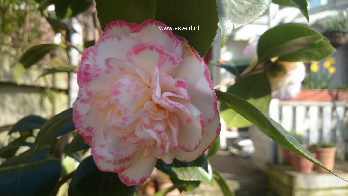 Camellia japonica 'Margaret Davis'