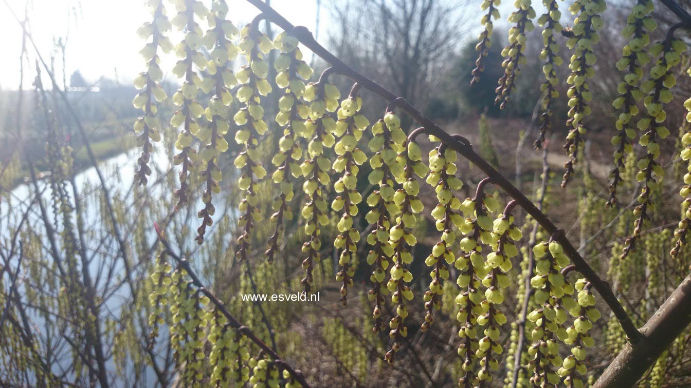 Stachyurus chinensis 'Magpie'