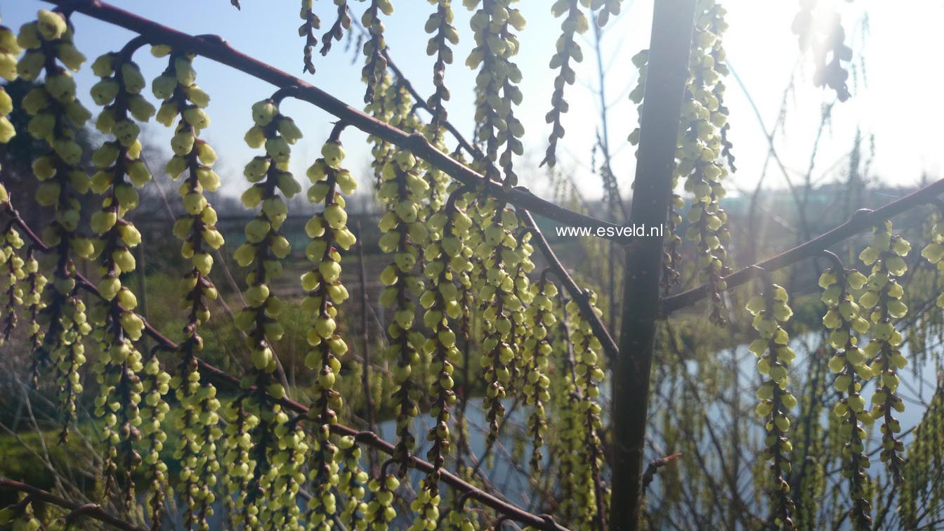 Stachyurus chinensis 'Magpie'