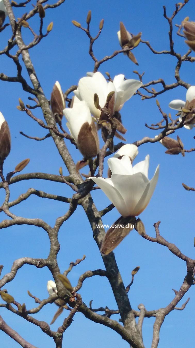 Magnolia 'Leda'