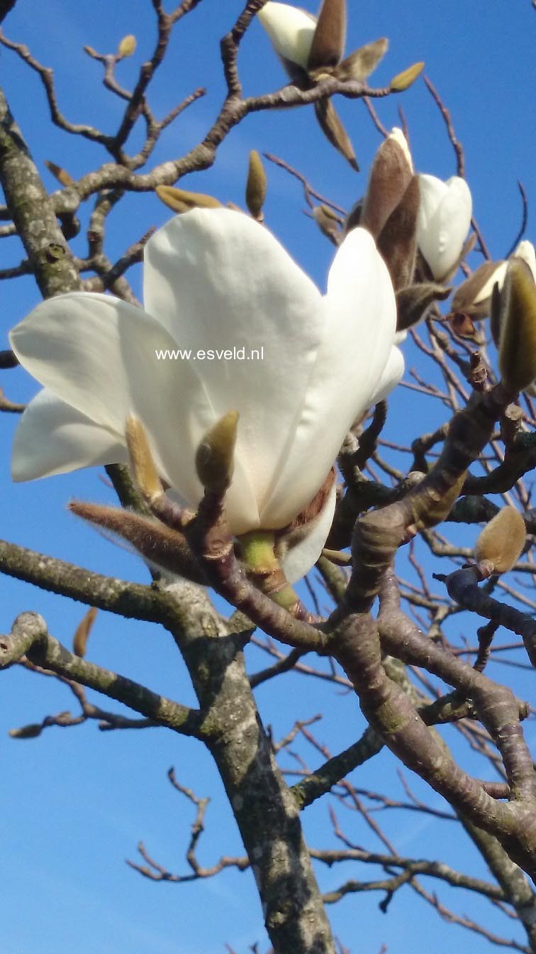 Magnolia 'Leda'