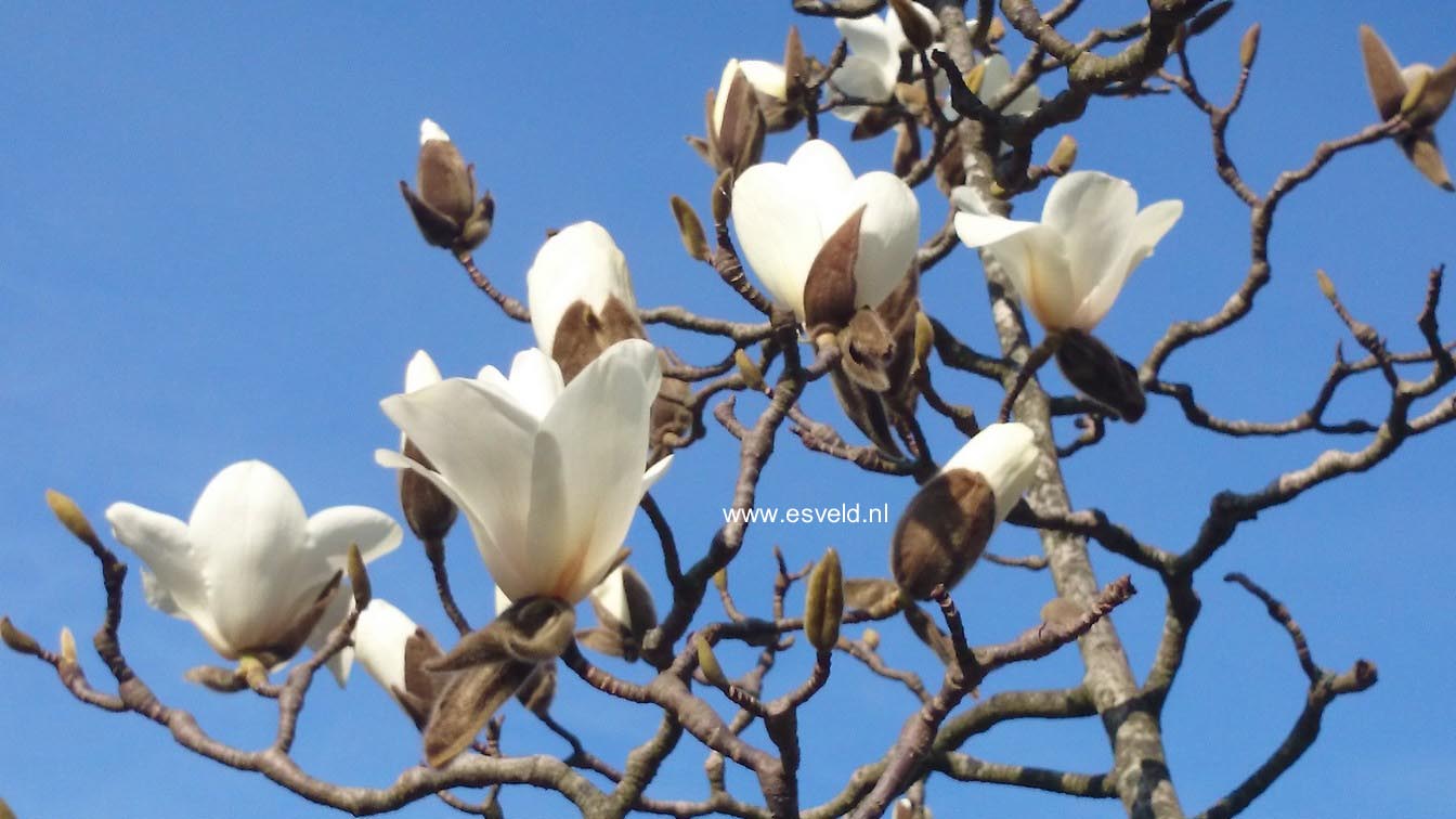 Magnolia 'Leda'