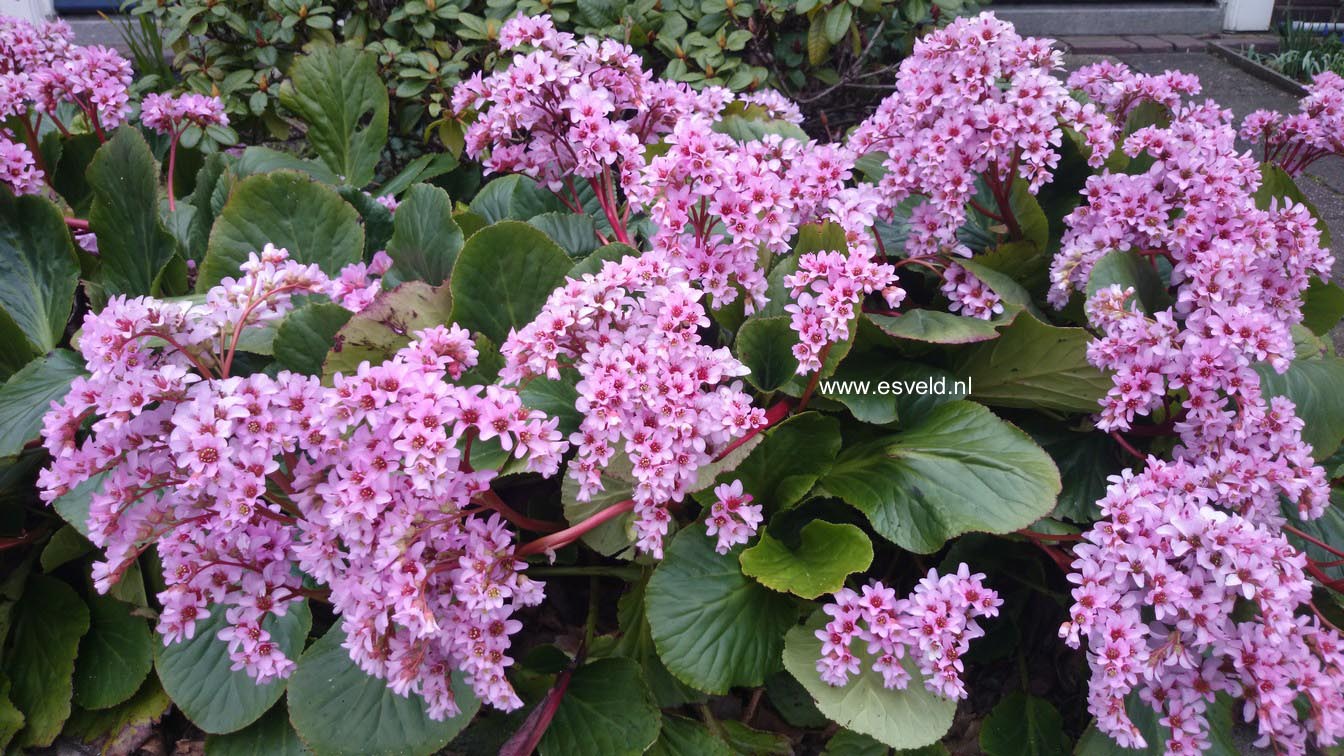 Bergenia cordifolia