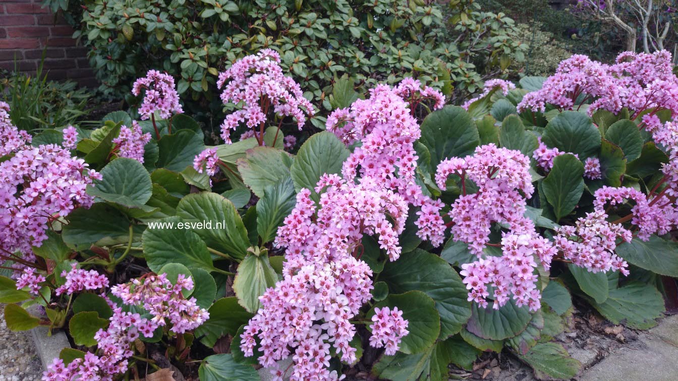 Bergenia cordifolia