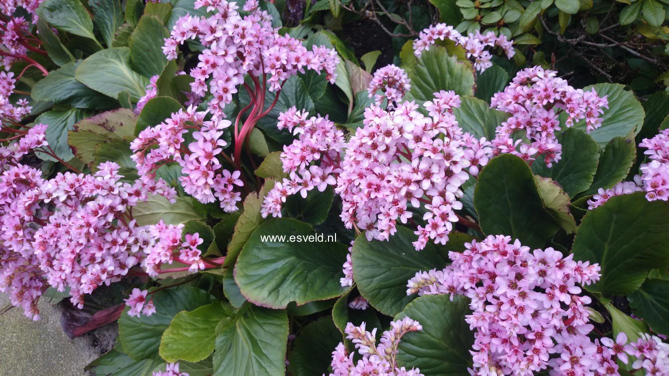 Bergenia cordifolia