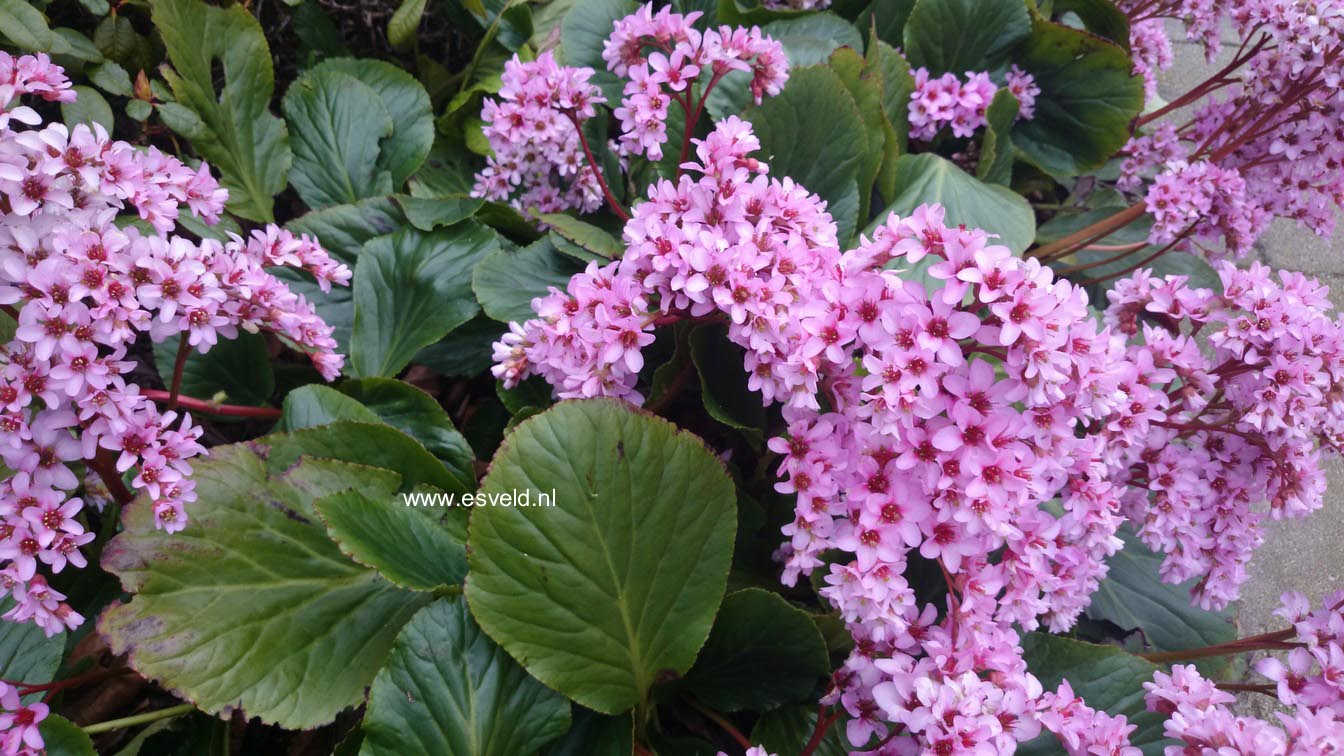 Bergenia cordifolia