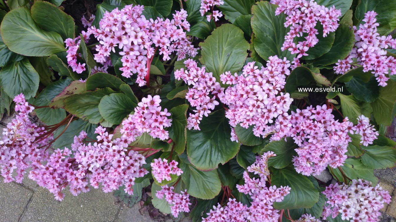 Bergenia cordifolia