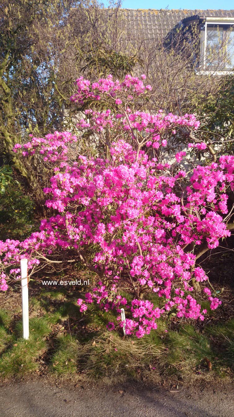 Rhododendron 'Ostara'