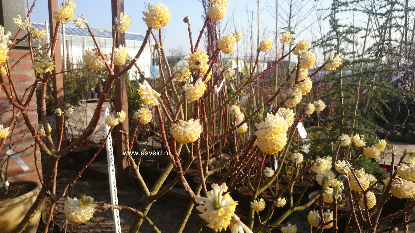 Edgeworthia chrysantha 'Grandiflora'