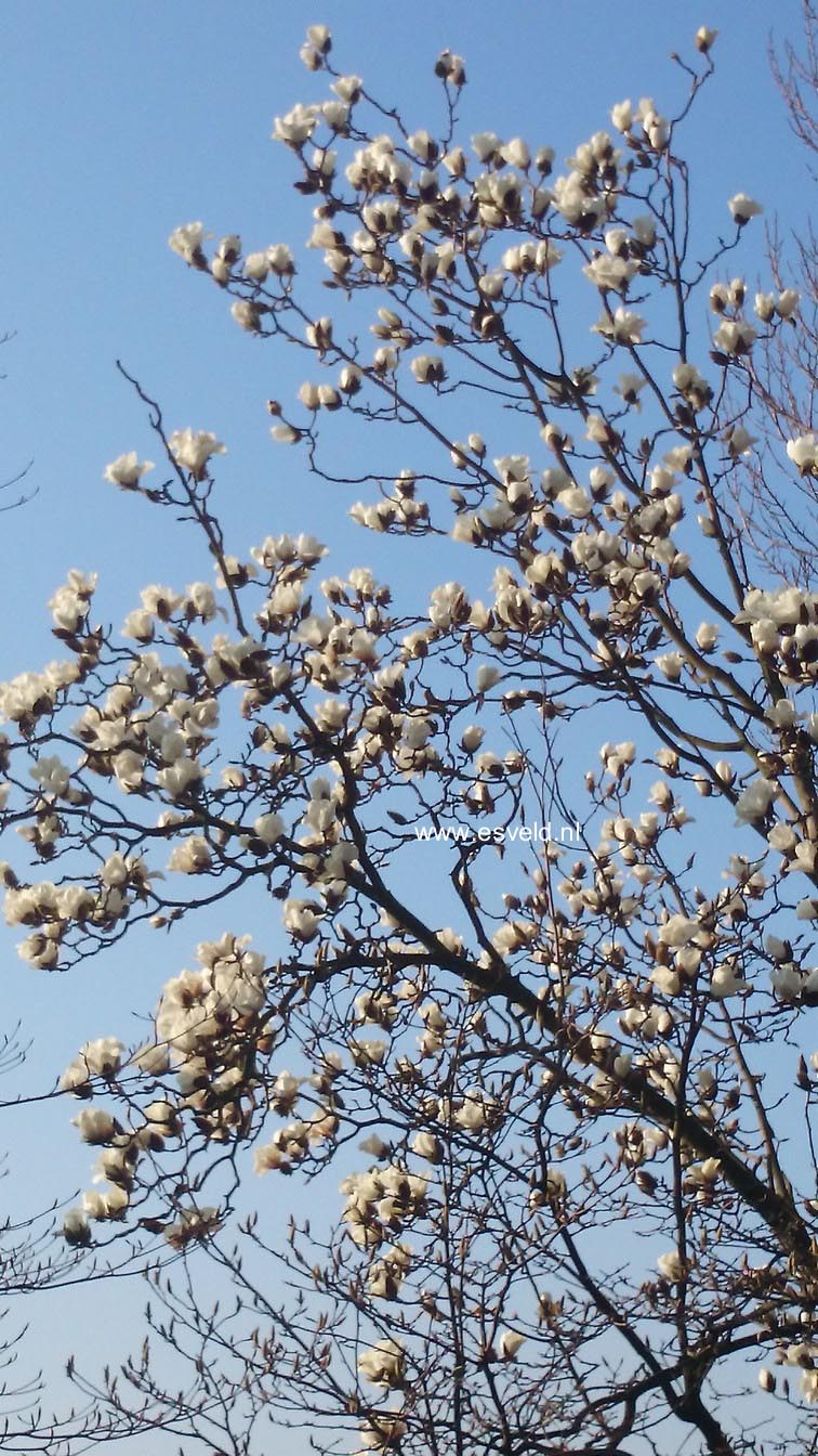 Magnolia 'Leda'