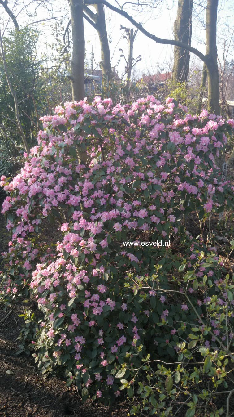 Rhododendron 'Tiffany'