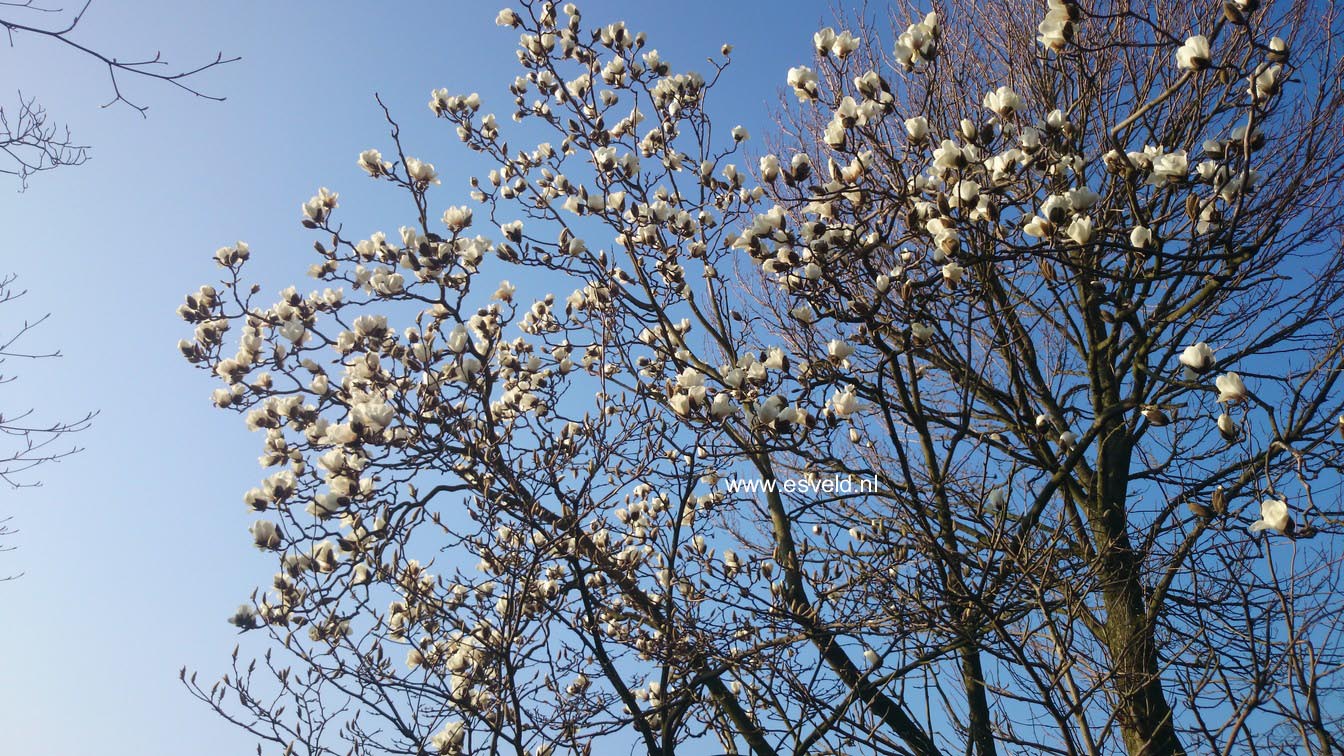 Magnolia 'Leda'