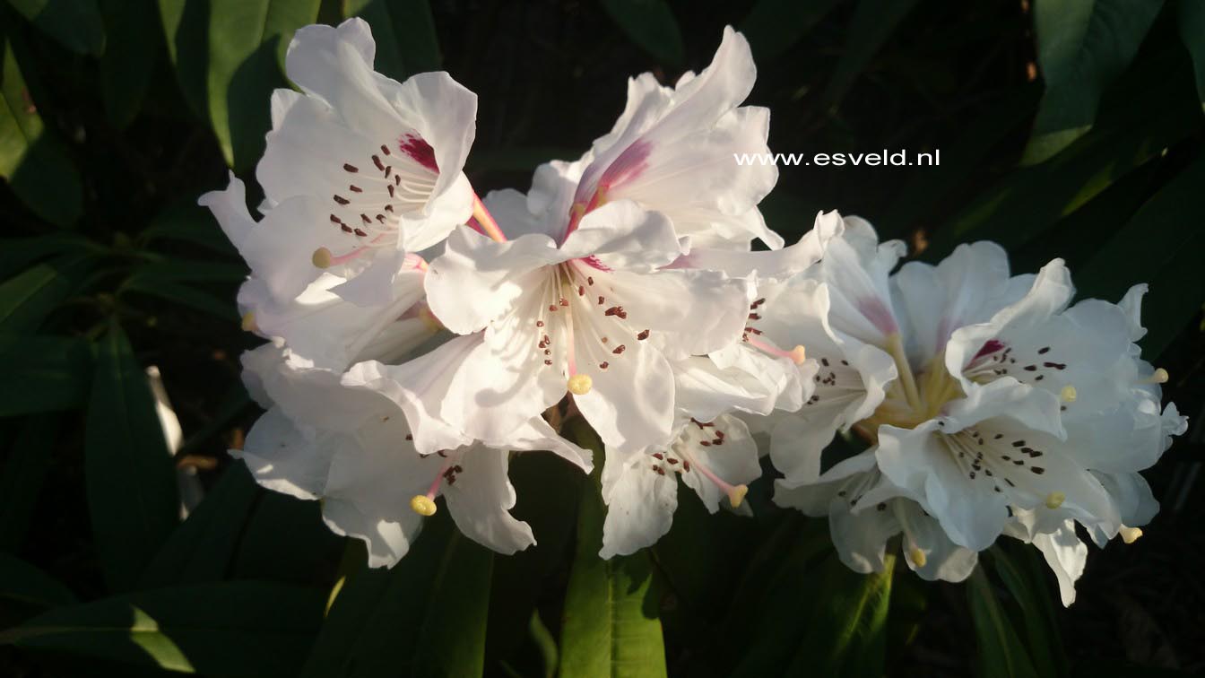 Rhododendron calophytum