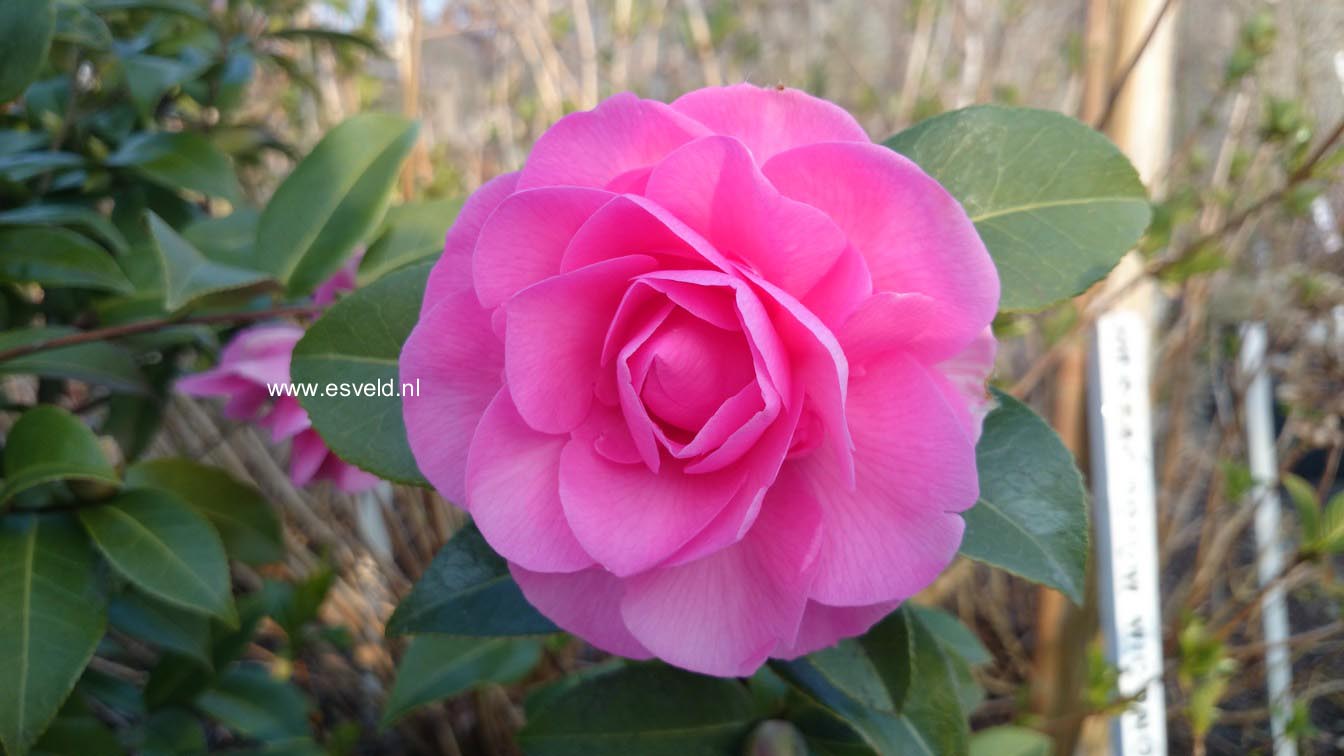 Camellia japonica 'Debbie'