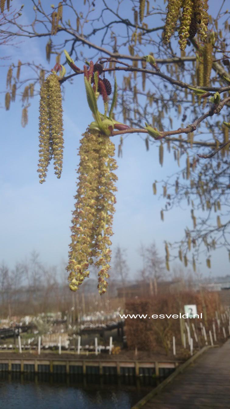 Alnus maximowiczii