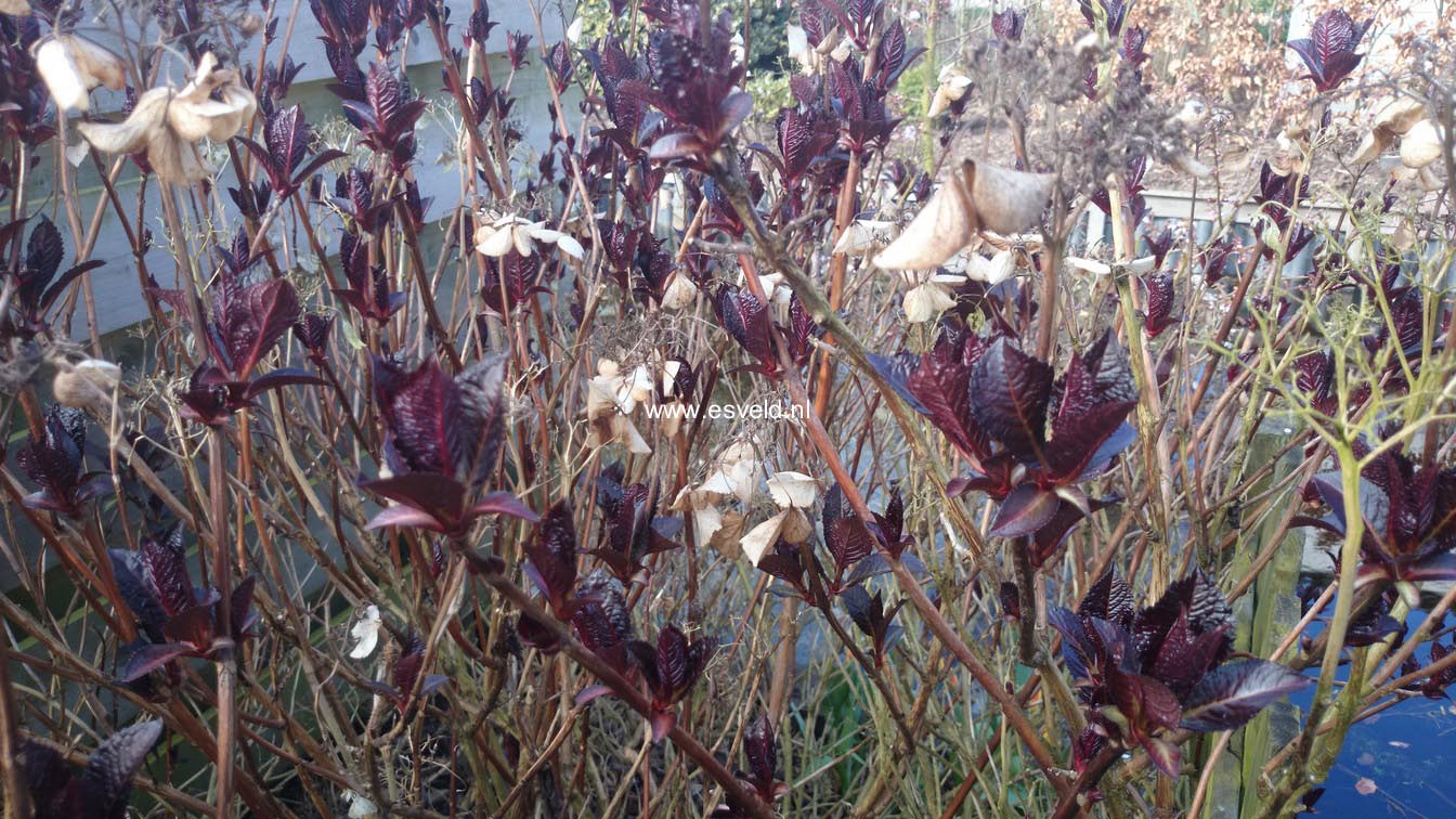 Hydrangea macrophylla 'Selina'