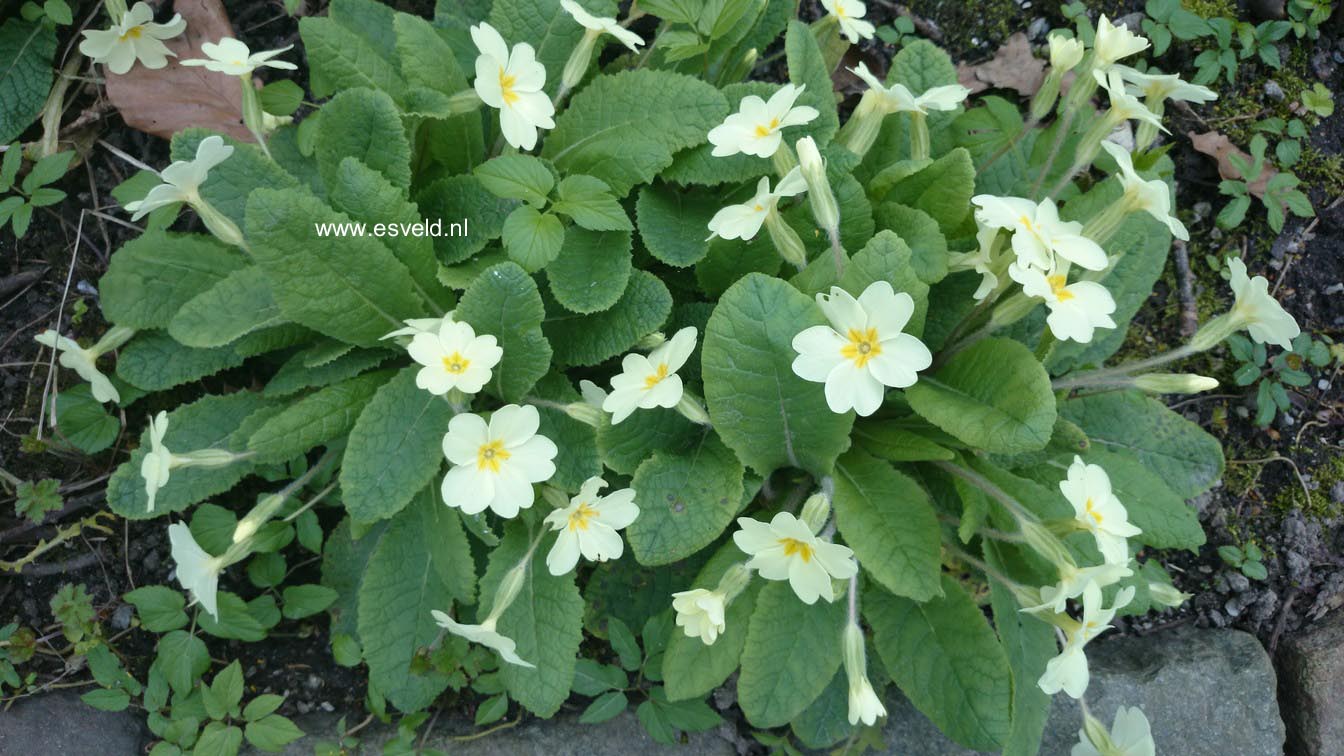 Primula vulgaris