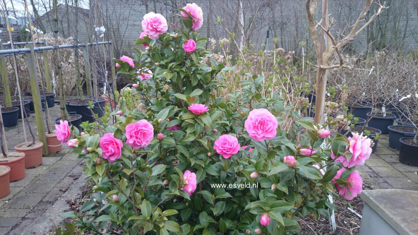 Camellia japonica 'Debbie'