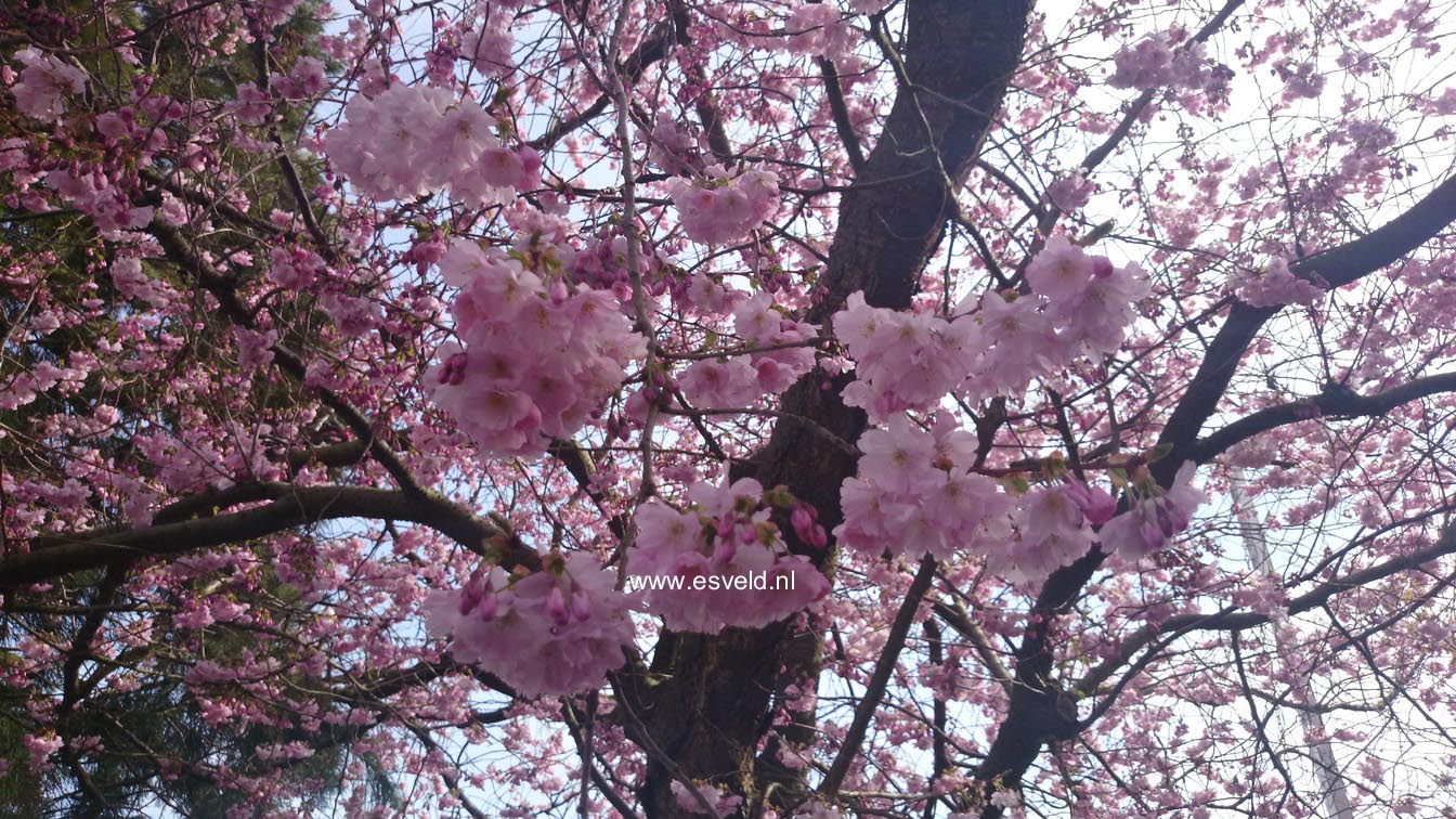 Prunus 'Accolade'