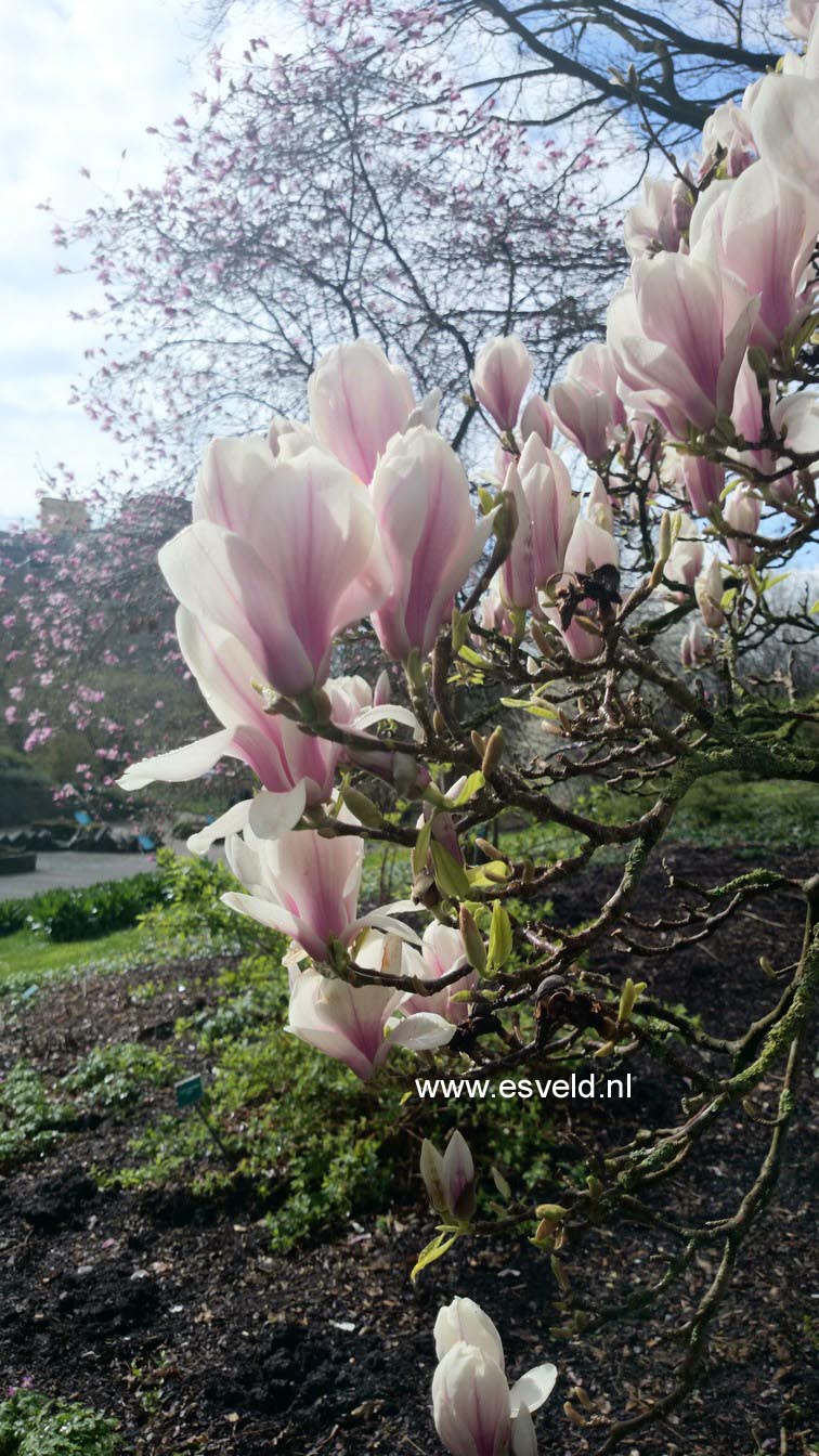 Magnolia 'Heaven Scent'