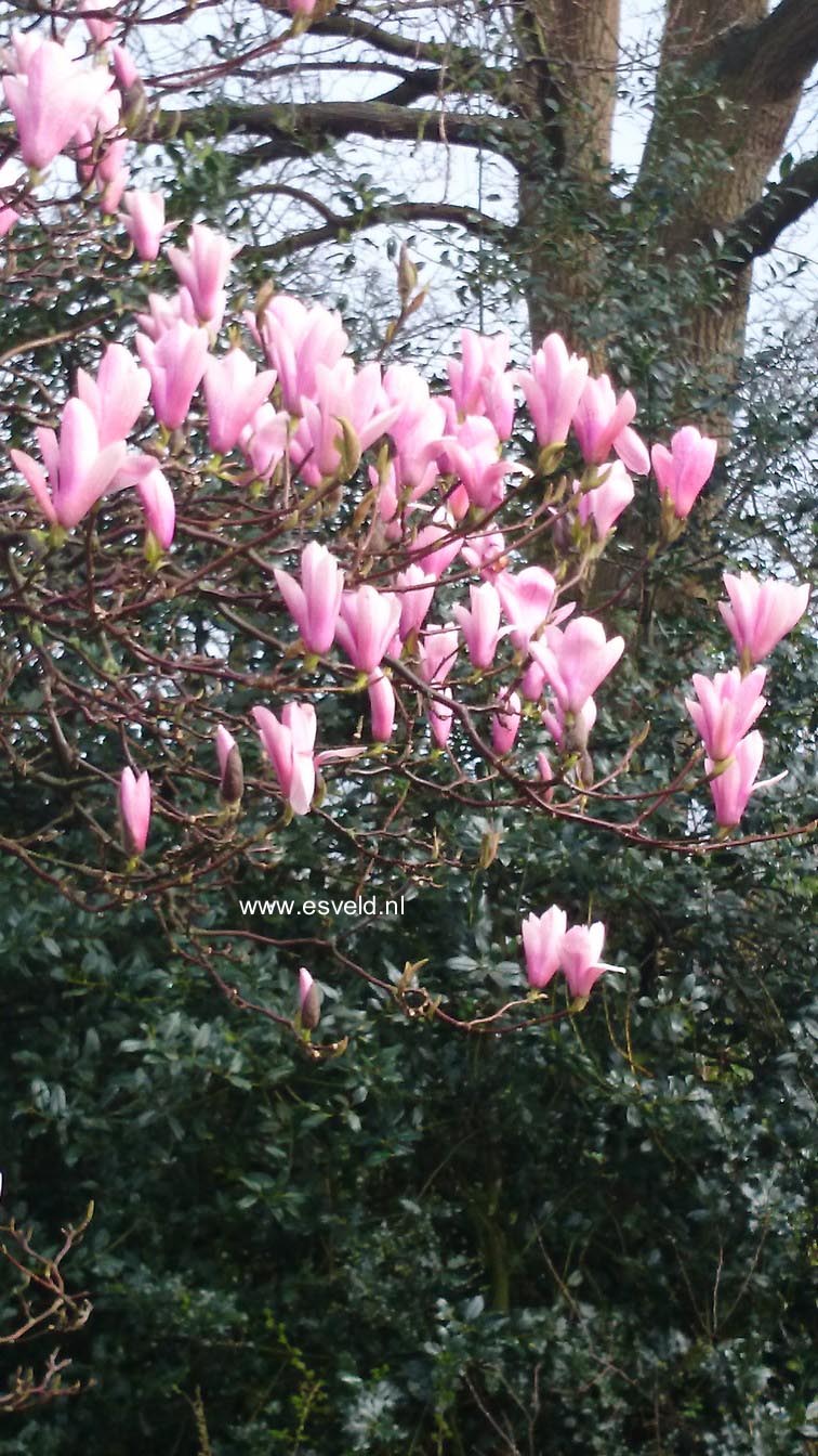 Magnolia 'Heaven Scent'