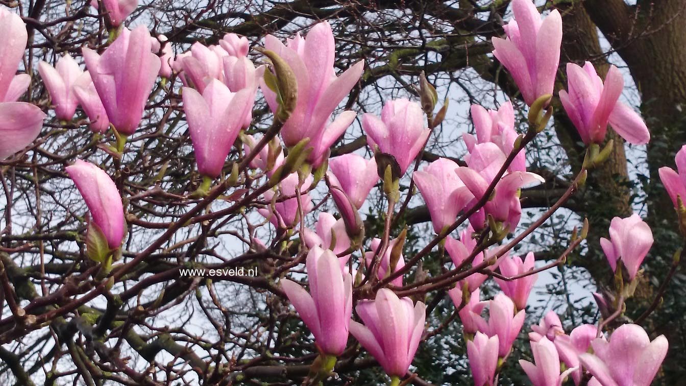 Magnolia 'Heaven Scent'