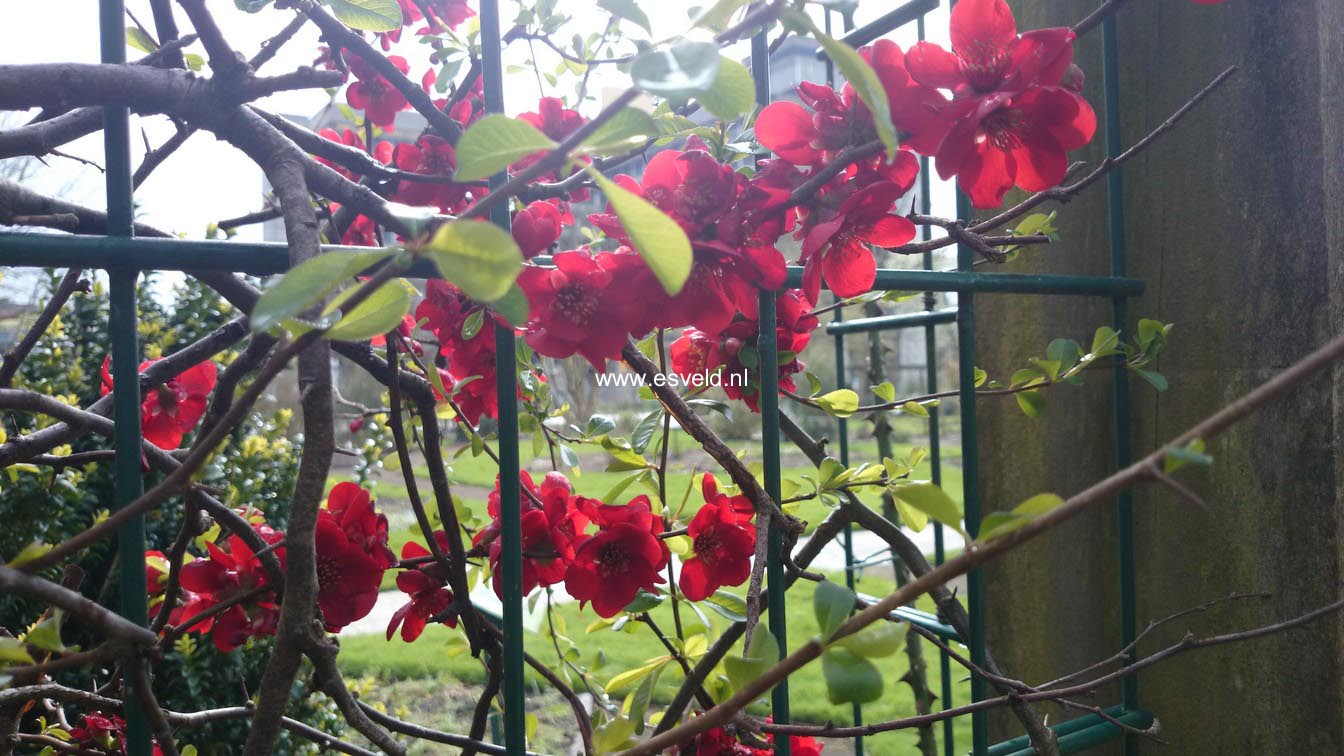 Chaenomeles superba 'Nicoline'