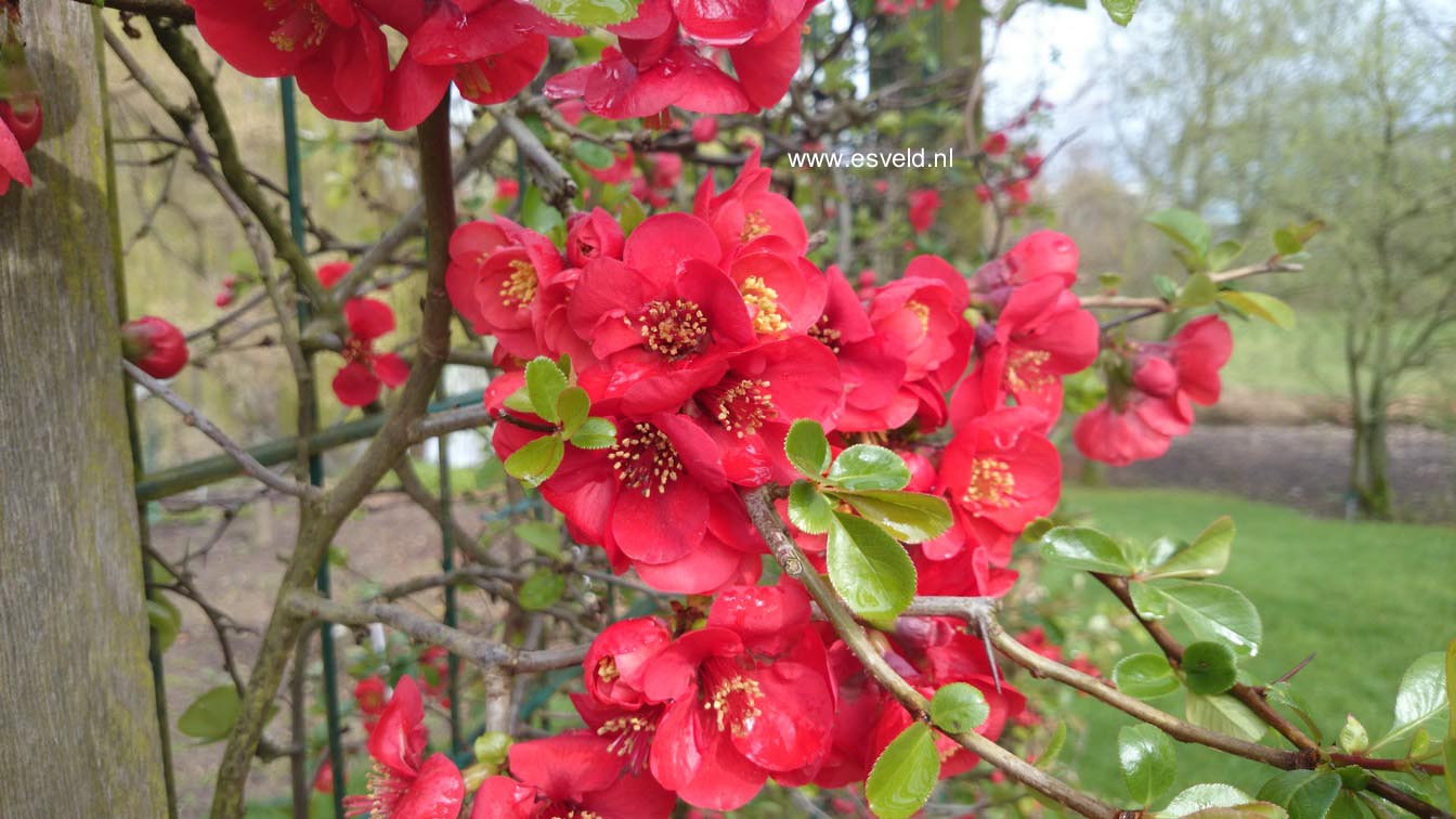 Chaenomeles superba 'Nicoline'