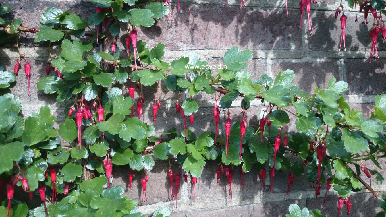 Ribes speciosum