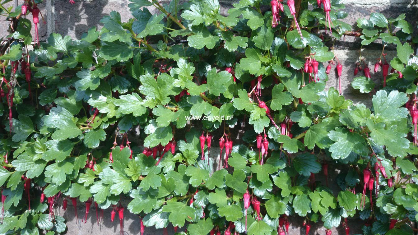 Ribes speciosum