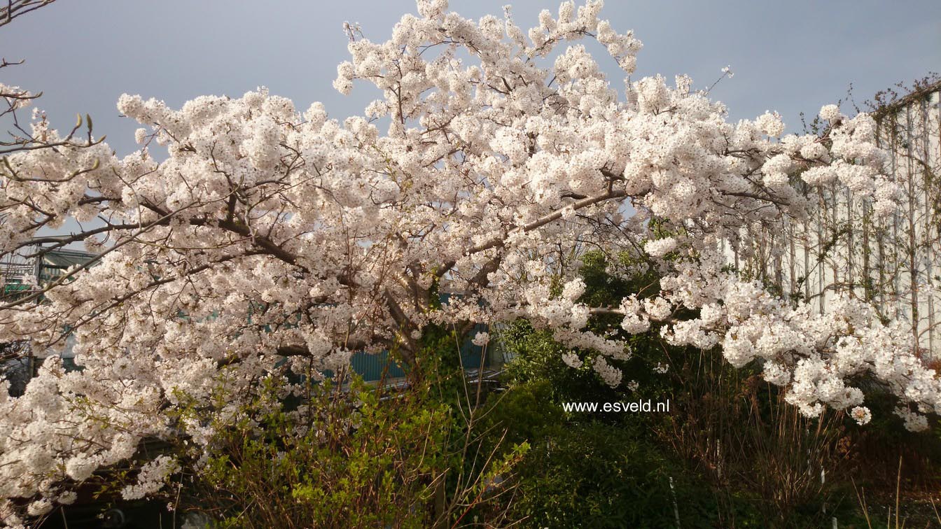 Prunus yedoensis