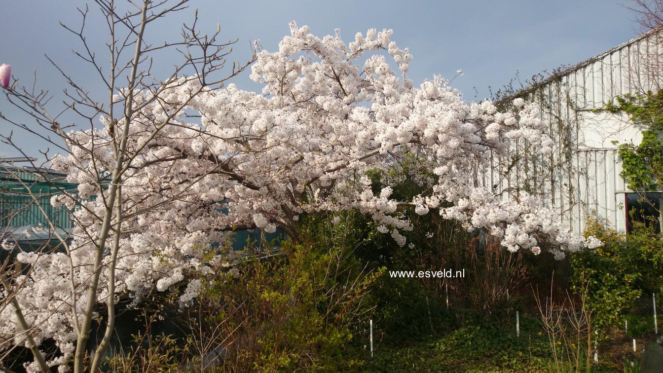 Prunus yedoensis