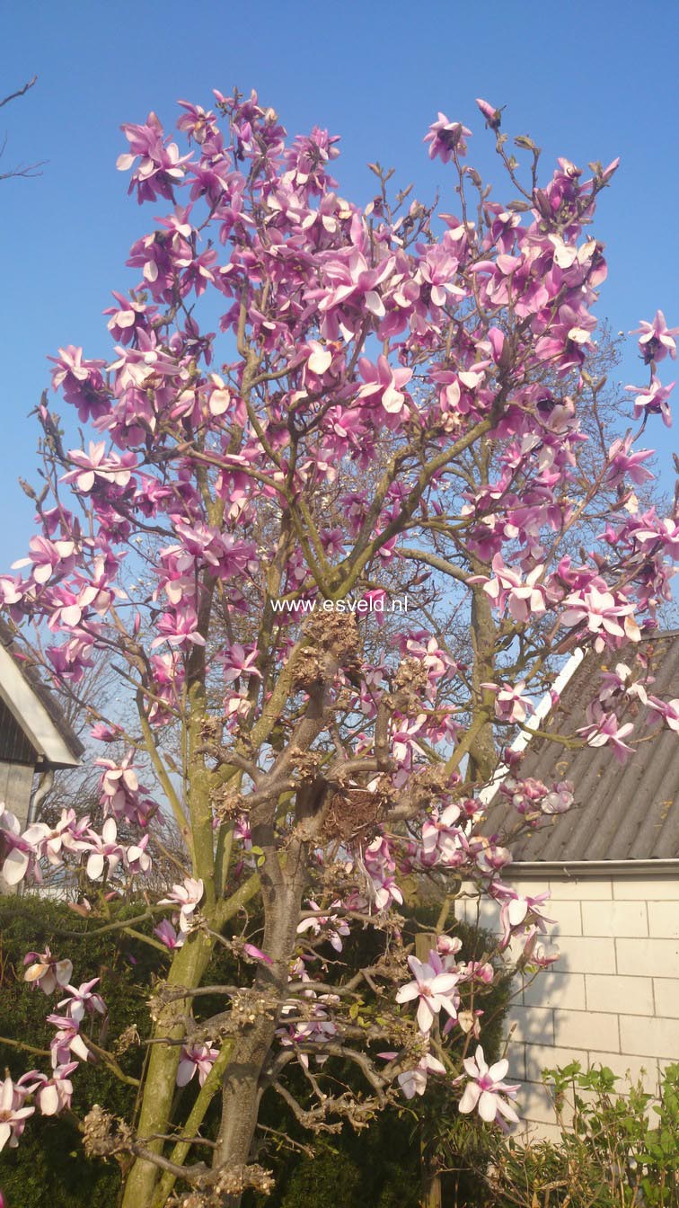 Magnolia 'Apollo'