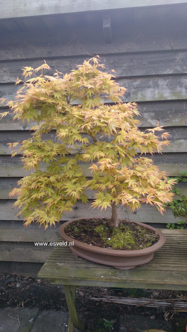 Acer palmatum 'Orange Dream'