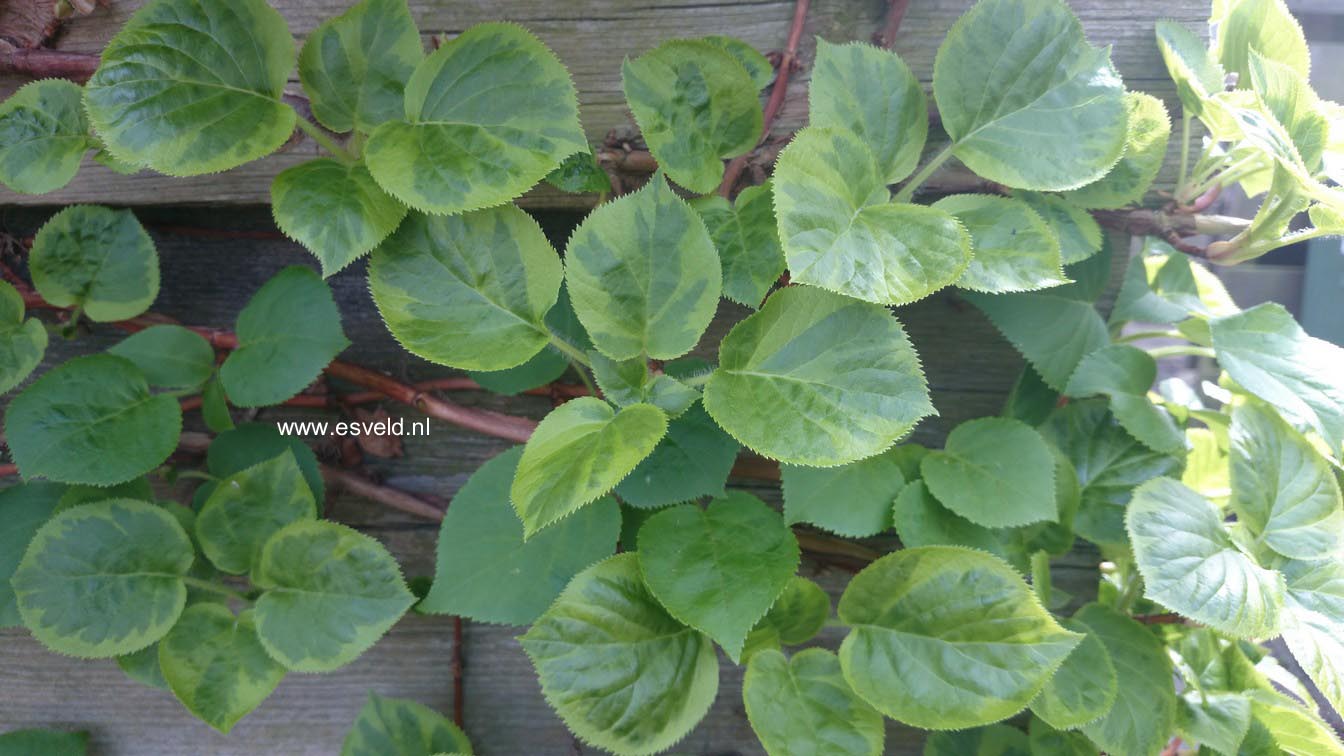 Hydrangea anomala 'Mirranda'