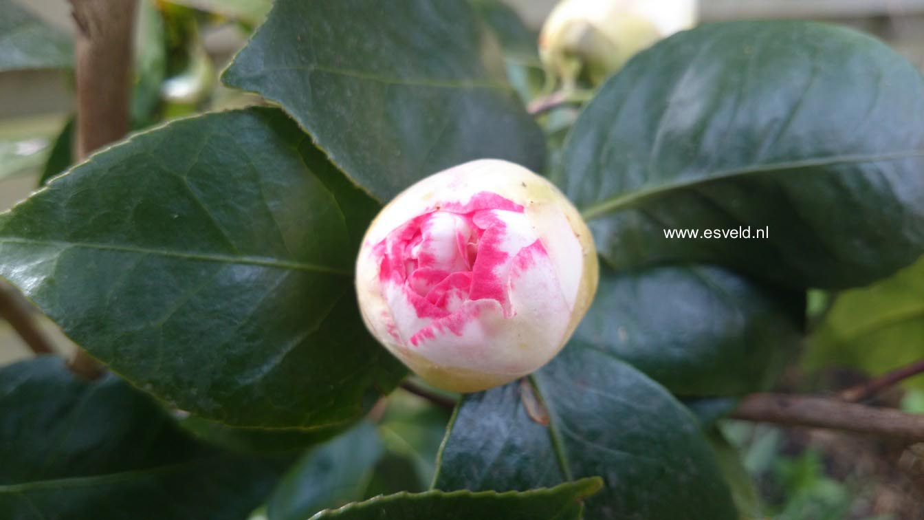 Camellia japonica