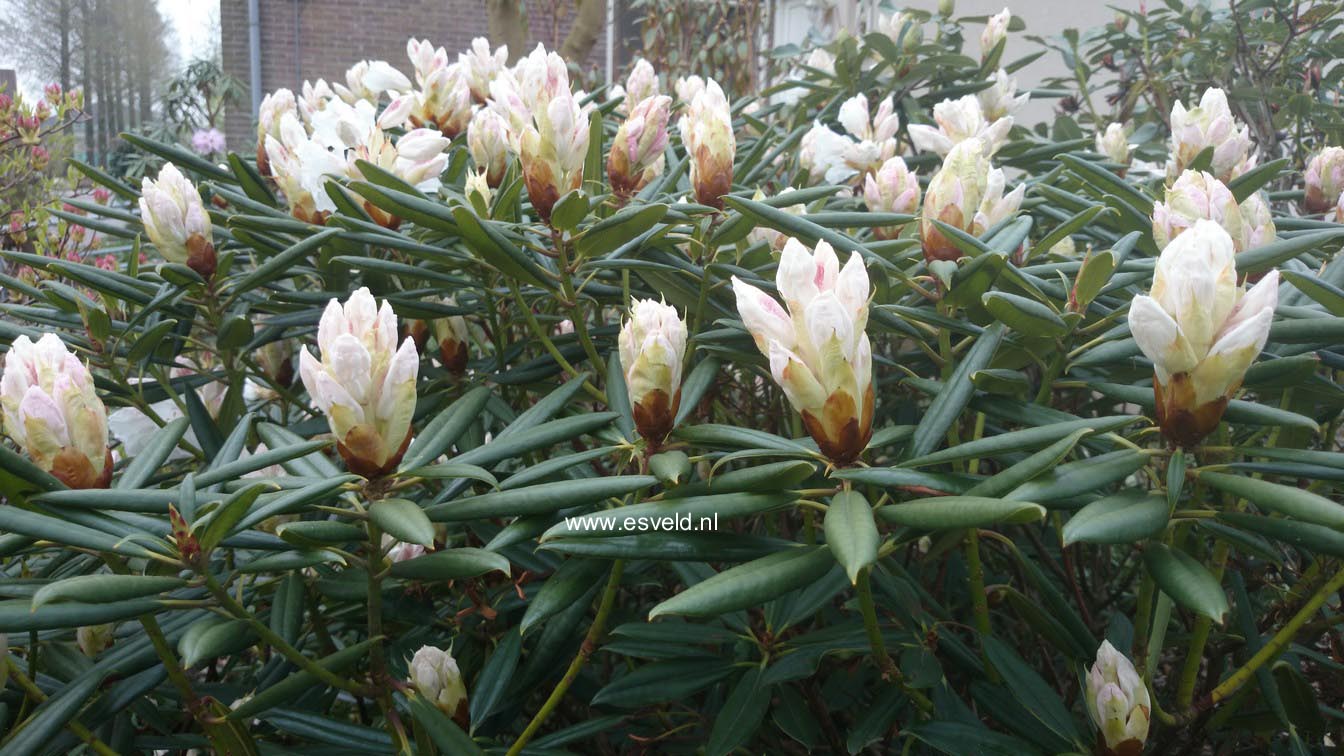 Rhododendron hyperythrum