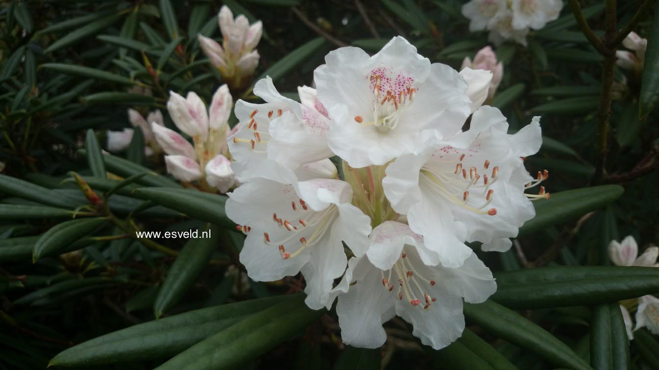 Rhododendron hyperythrum