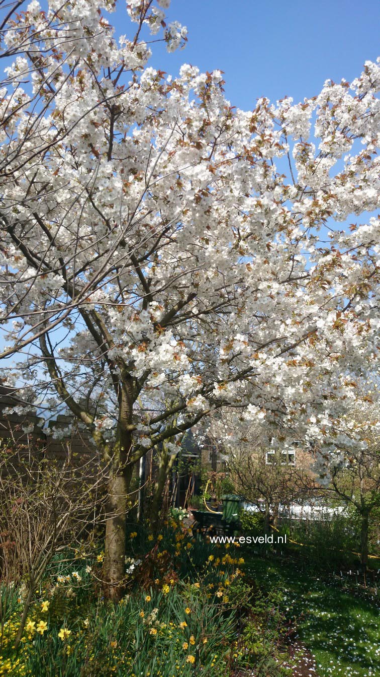 Prunus serrulata 'Taihaku'