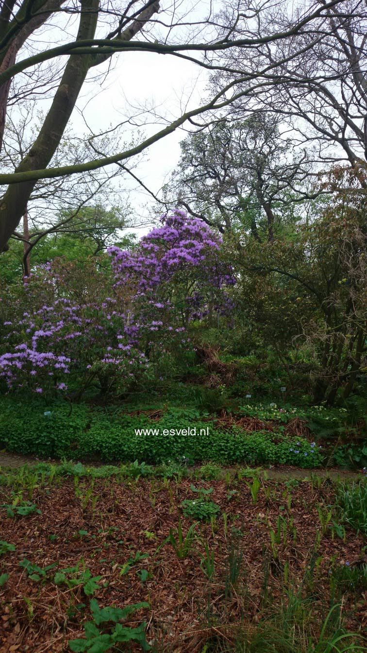 Rhododendron augustinii