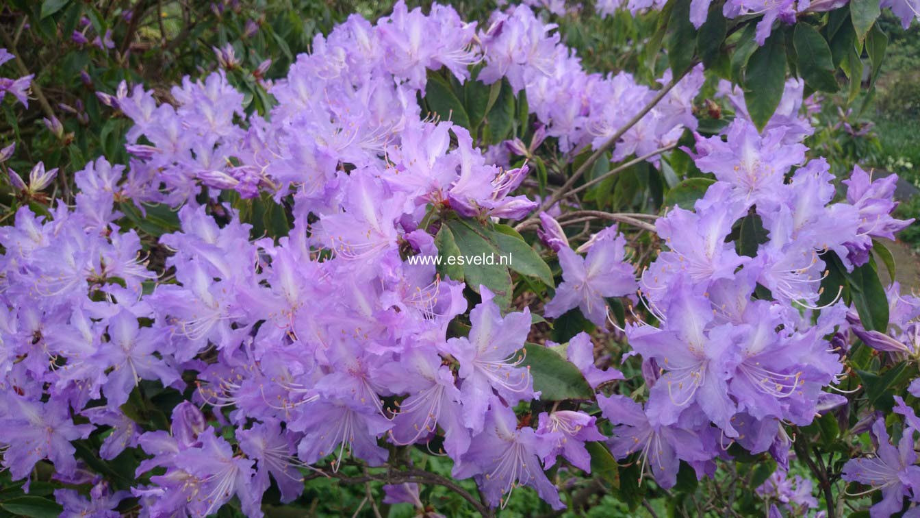Rhododendron augustinii